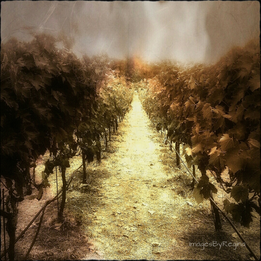 Vineyard border